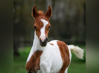 Arabian Partbred, Stallion, Foal (03/2024), 15.1 hh, Pinto