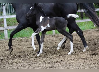Arabian Partbred, Stallion, Foal (04/2024), 15.1 hh, Tobiano-all-colors