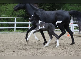 Arabian Partbred, Stallion, Foal (04/2024), 15.1 hh, Tobiano-all-colors