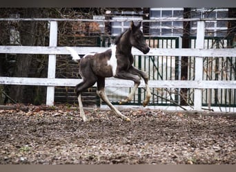 Arabian Partbred, Stallion, Foal (02/2024), 15.1 hh, Tobiano-all-colors