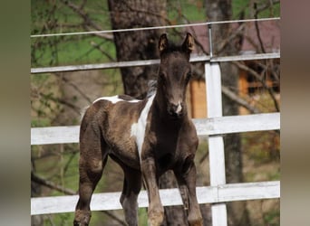 Arabian Partbred, Stallion, Foal (02/2024), 15.1 hh, Tobiano-all-colors
