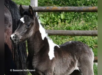 Arabian Partbred, Stallion, Foal (03/2026), 15.1 hh, Tobiano-all-colors