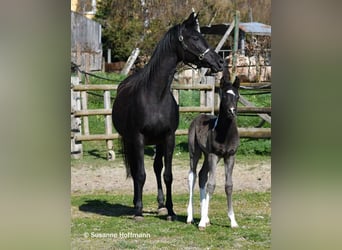 Arabian Partbred, Stallion, Foal (03/2026), 15.1 hh, Tobiano-all-colors