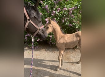 Arabisches Partbred, Hengst, Fohlen (01/2024), 15,2 hh, Buckskin