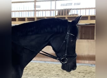 Arabisches Partbred, Hengst, Fohlen (01/2024), 15,2 hh, Buckskin