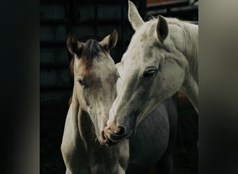 Arabian Partbred, Stallion, Foal (04/2026), 15.2 hh, Can be white