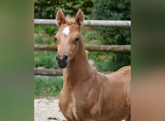 Arabian Partbred, Stallion, Foal (06/2026), 15.2 hh, Palomino