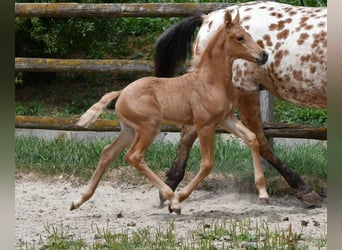 Arabian Partbred, Stallion, Foal (06/2026), 15.2 hh, Palomino