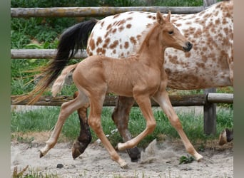 Arabian Partbred, Stallion, Foal (06/2026), 15.2 hh, Palomino