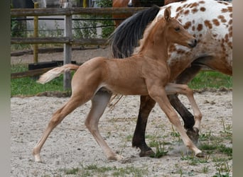 Arabian Partbred, Stallion, Foal (06/2026), 15.2 hh, Palomino