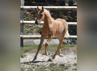 Arabian Partbred, Stallion, Foal (06/2026), 15.2 hh, Palomino