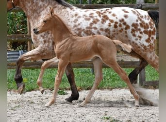 Arabian Partbred, Stallion, Foal (06/2026), 15.2 hh, Palomino