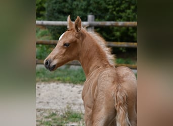 Arabian Partbred, Stallion, Foal (06/2026), 15.2 hh, Palomino