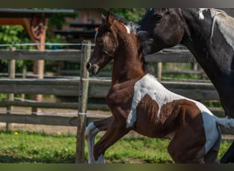 Arabian Partbred, Stallion, Foal (04/2023), 15.2 hh, Tobiano-all-colors