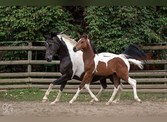 Arabian Partbred, Stallion, Foal (04/2023), 15.2 hh, Tobiano-all-colors