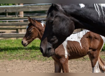Arabian Partbred, Stallion, Foal (04/2023), 15.2 hh, Tobiano-all-colors