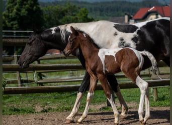 Arabian Partbred, Stallion, Foal (04/2023), 15.2 hh, Tobiano-all-colors