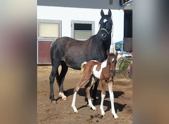 Arabian Partbred, Stallion, Foal (04/2024), 15.2 hh, Tobiano-all-colors