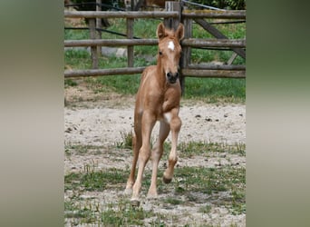 Arabian Partbred, Stallion, Foal (06/2026), 15.3 hh, Palomino