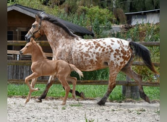 Arabian Partbred, Stallion, Foal (06/2026), 15.3 hh, Palomino