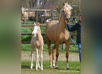 Arabian Partbred, Stallion, Foal (03/2023), 15 hh, Overo-all-colors