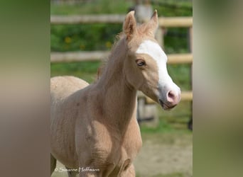 Arabian Partbred, Stallion, Foal (03/2023), 15 hh, Overo-all-colors