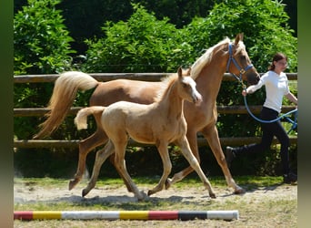 Arabian Partbred, Stallion, Foal (03/2023), 15 hh, Overo-all-colors