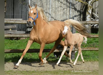 Arabian Partbred, Stallion, Foal (03/2023), 15 hh, Overo-all-colors
