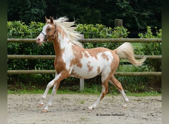 Arabian Partbred, Stallion, Foal (03/2023), 15 hh, Overo-all-colors