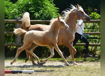 Arabian Partbred, Stallion, Foal (03/2023), 15 hh, Overo-all-colors