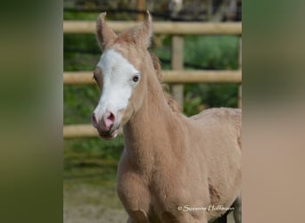 Arabian Partbred, Stallion, Foal (03/2023), 15 hh, Overo-all-colors