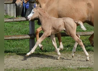 Arabian Partbred, Stallion, Foal (03/2023), 15 hh, Overo-all-colors