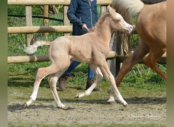 Arabian Partbred, Stallion, Foal (03/2023), 15 hh, Overo-all-colors