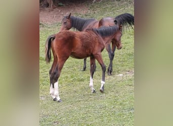 Arabian Partbred, Stallion, Foal (04/2026), 15 hh, Tobiano-all-colors
