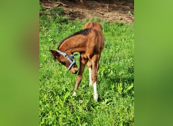 Arabian Partbred, Stallion, Foal (04/2026), 15 hh, Tobiano-all-colors