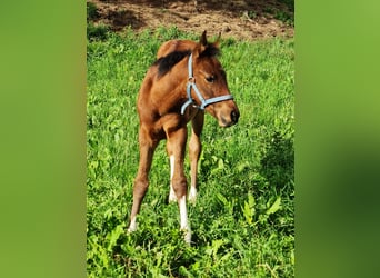 Arabian Partbred, Stallion, Foal (04/2026), 15 hh, Tobiano-all-colors