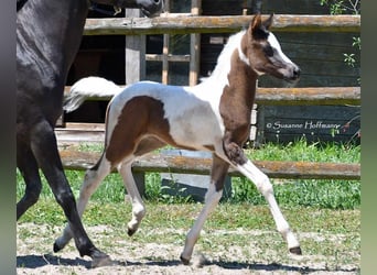 Arabian Partbred, Stallion, Foal (05/2025), 15 hh, Tovero-all-colors