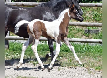 Arabian Partbred, Stallion, Foal (05/2025), 15 hh, Tovero-all-colors