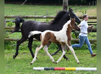 Arabian Partbred, Stallion, Foal (05/2025), 15 hh, Tovero-all-colors