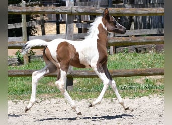 Arabian Partbred, Stallion, Foal (05/2025), 15 hh, Tovero-all-colors