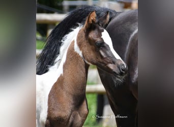 Arabian Partbred, Stallion, Foal (05/2025), 15 hh, Tovero-all-colors