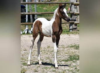 Arabian Partbred, Stallion, Foal (05/2025), 15 hh, Tovero-all-colors