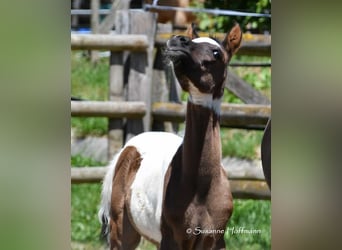 Arabian Partbred, Stallion, Foal (05/2025), 15 hh, Tovero-all-colors