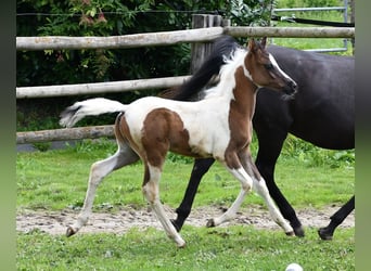 Arabian Partbred, Stallion, Foal (05/2025), 15 hh, Tovero-all-colors