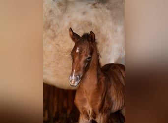 Arabian Partbred, Stallion, Foal (04/2026), 15,1 hh, Brown