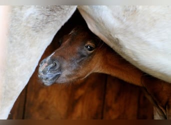 Arabian Partbred, Stallion, Foal (04/2026), 15,1 hh, Brown