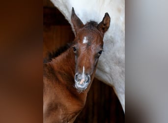Arabian Partbred, Stallion, Foal (04/2026), 15,1 hh, Brown