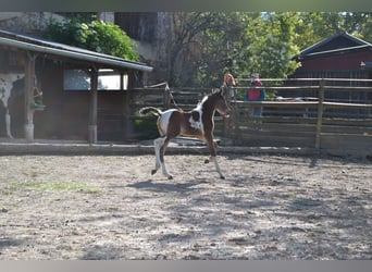 Arabian Partbred, Stallion, Foal (05/2025), 15,1 hh, Tobiano-all-colors