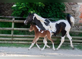 Arabian Partbred, Stallion, Foal (05/2025), 15,1 hh, Tobiano-all-colors