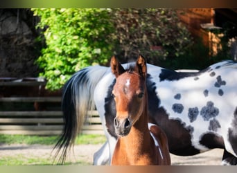 Arabian Partbred, Stallion, Foal (05/2025), 15,1 hh, Tobiano-all-colors